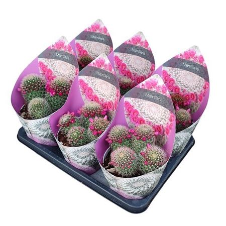 Mammillaria Spinosissima Potcover