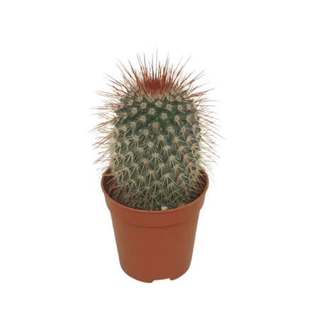 Mammillaria Spinosissima