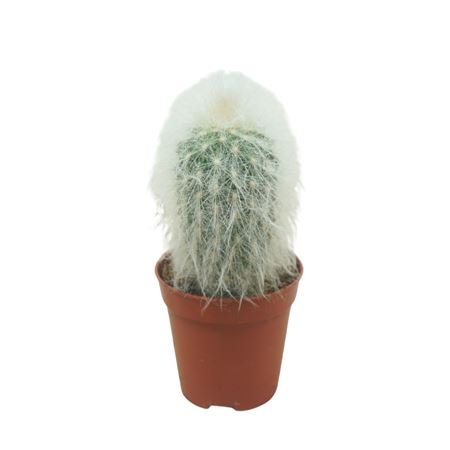 Pseudoespostoa Melanostele