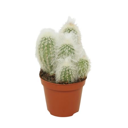 Pseudoespostoa Melanostele