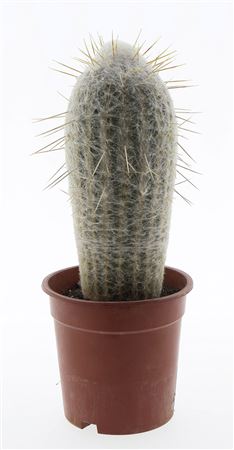 Pseudo Espostoa Melanostele