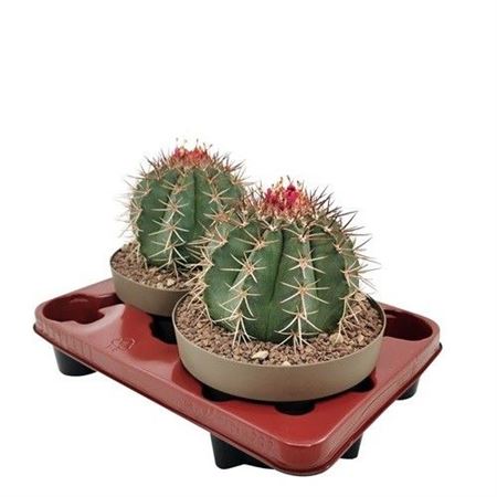 Melocactus Matanzanus