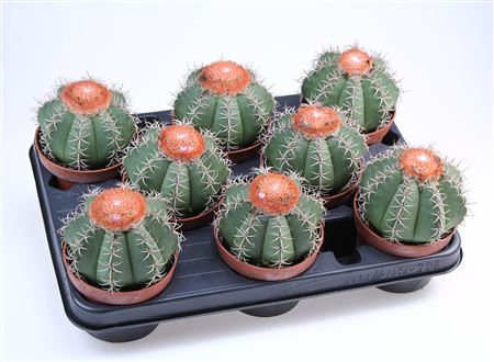 Melocactus Matanzanus
