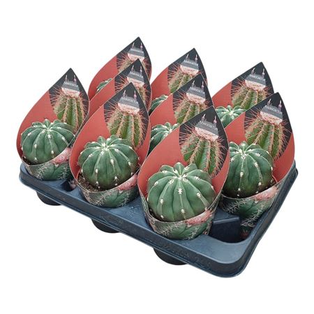 Melocactus Maxonii Inermis Potcover