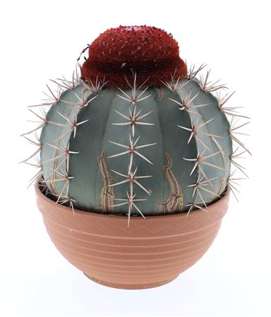 Melocactus Matanzanus