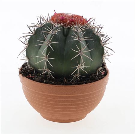 Melocactus Matanzanus