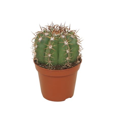 Melocactus Matanzanus