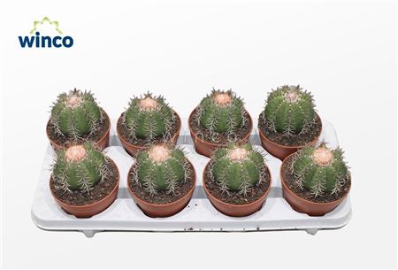 Melocactus Matazanus