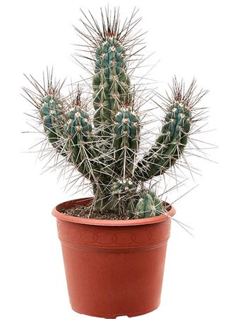 Stetsonia Coryne