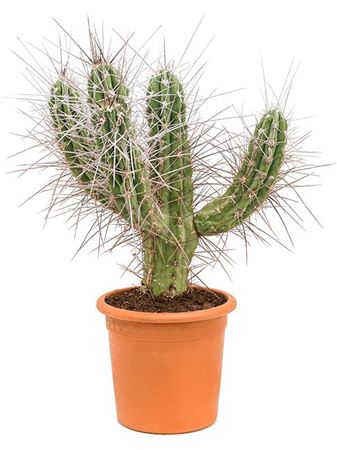 Stetsonia Coryne