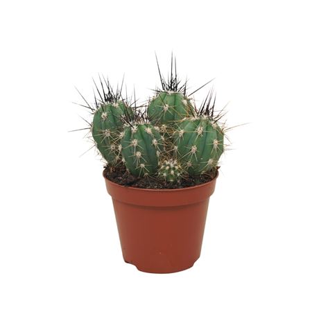 Stetsonia Coryne 8,5 Cm