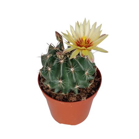 Hamatocactus Hamathocanthus 8,5 Cm