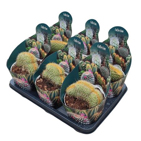 Vatricania Guentheri Crestata