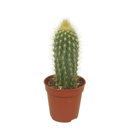 Vatricania Guentherii