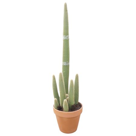 Vatricania Guentherii 43 Cm
