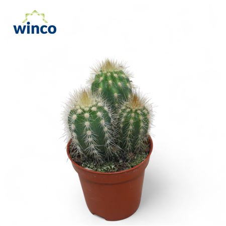 Pilosocereus Gounelli.