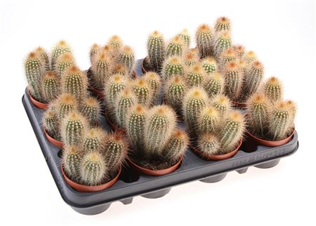 Pilosocereus Chrysostele