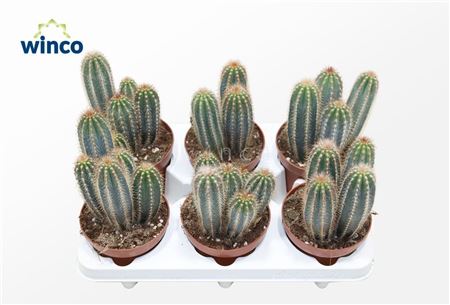 Pilosocereus Gounelli.