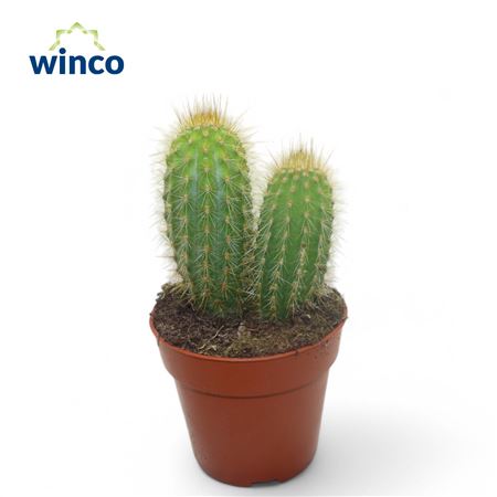 Pilosocereus Chrysotele