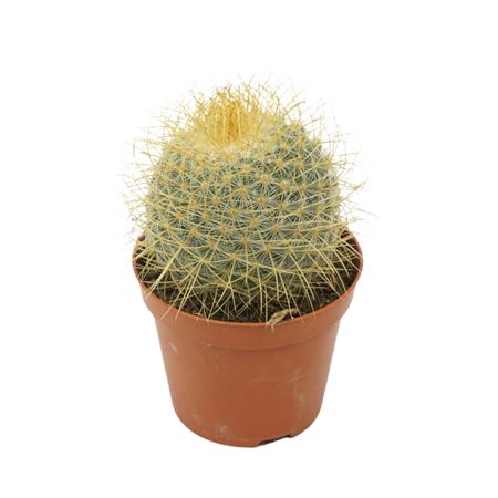 Mammillaria Pringlei 8,5 Cm