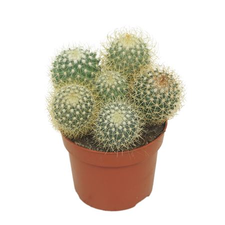 Mammillaria Pringlei