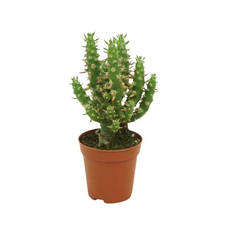 Opuntia Subulata