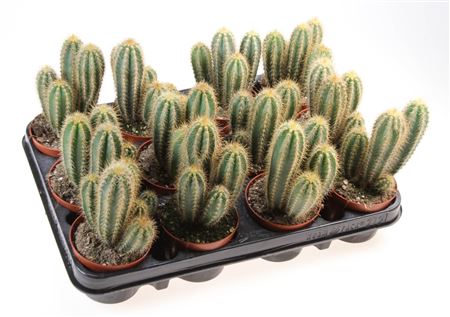 Pilosocereus Pachycladus