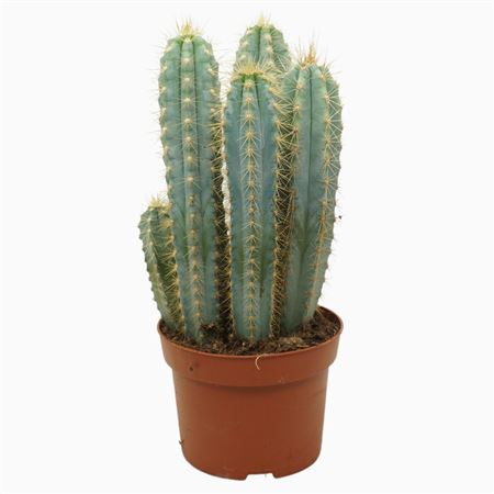 Pilosocereus Azureus 8,5 Cm