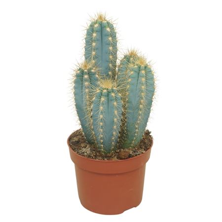 Pilosocereus Azureus