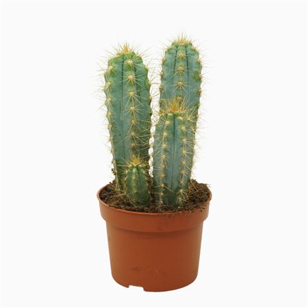 Pilosocereus Azureus