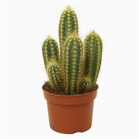 Pilosocereus Pachycladus