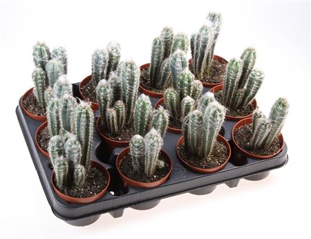 Pilosocereus Pachycladus Glaucescens