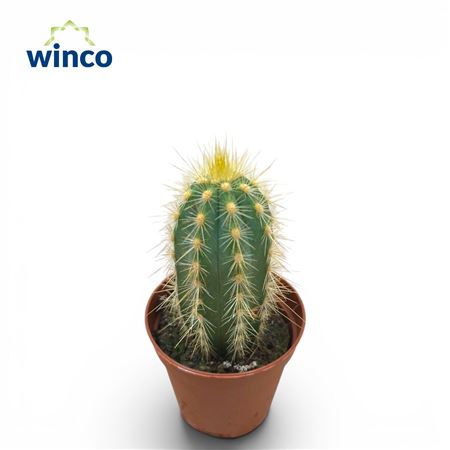 Pilosocereus Pachycladus