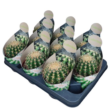 Echinocactus Grusonii Brevispinus Potcover