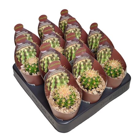 Echinocactus Grusonii Brevispinus Potcover