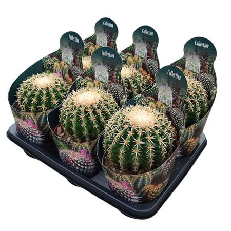 Echinocactus Grusonii Brevispinus