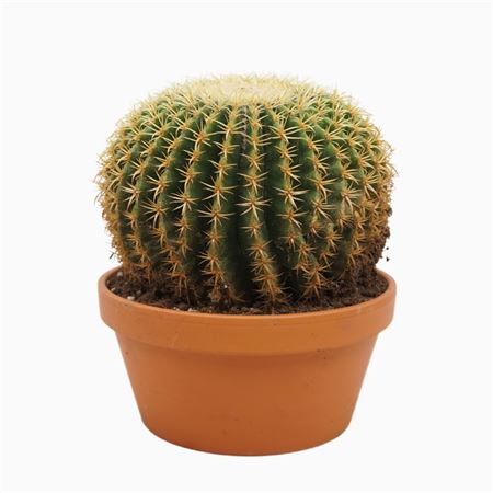 Echinocactus Brevispina 23 Cm