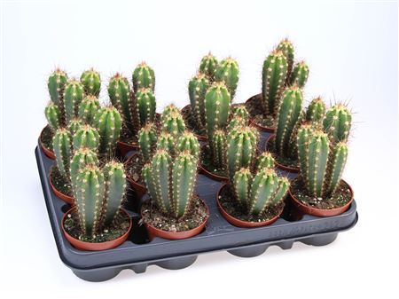 Cactus Neocardenasia Herzogiana