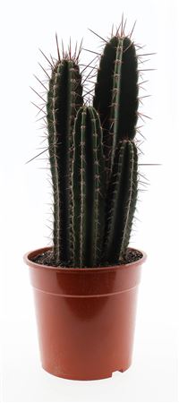 Neocardenasia Herzogiana