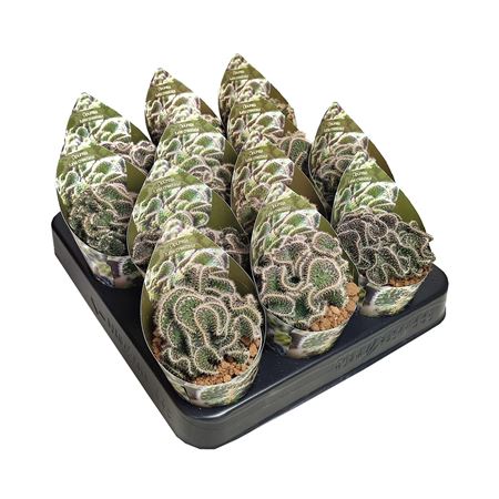 Opuntia Tuna Crestata Potcover