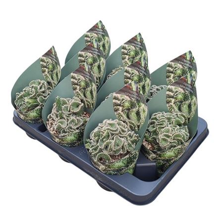 Opuntia Tuna Crestata Potcover