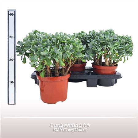 Crassula Arborescens Curly
