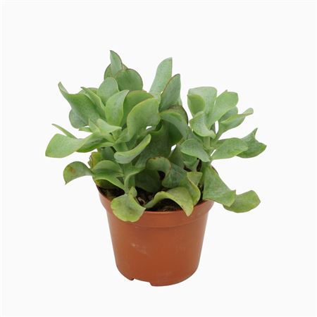 Crassula Arborescens `krul` 8,5