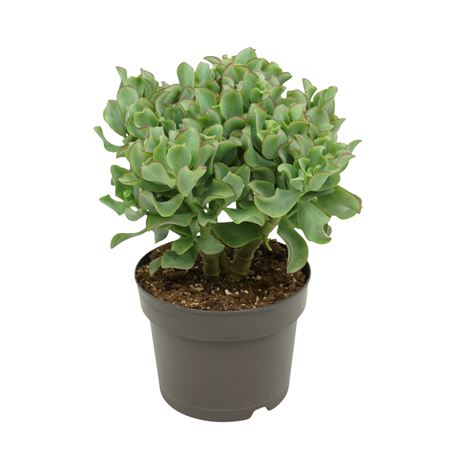 Crassula Arborescens `krul` 17 Cm