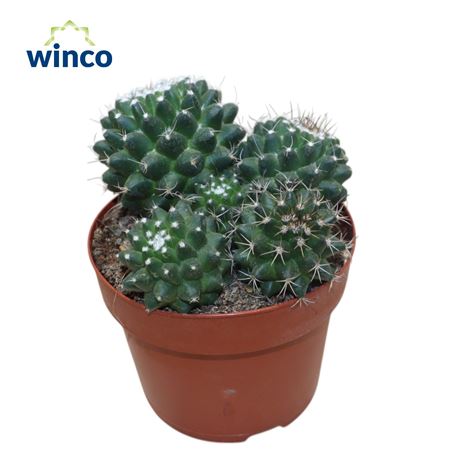 Mammillaria Toluca Group