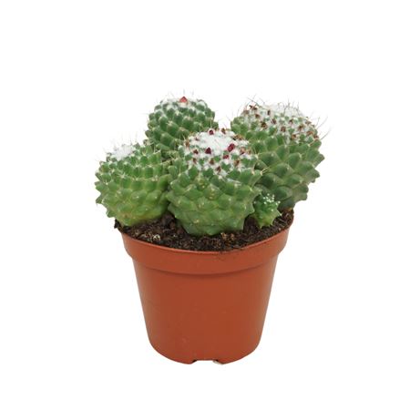 Mammillaria Toluca
