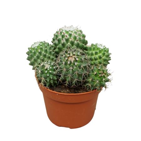 Mammillaria Toluca