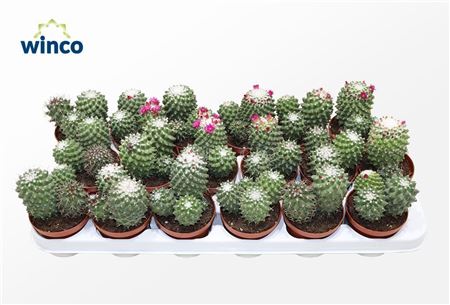 Mammillaria Toluca