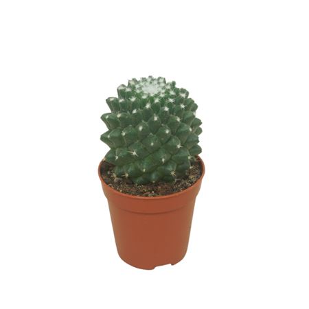 Mammillaria Toluca