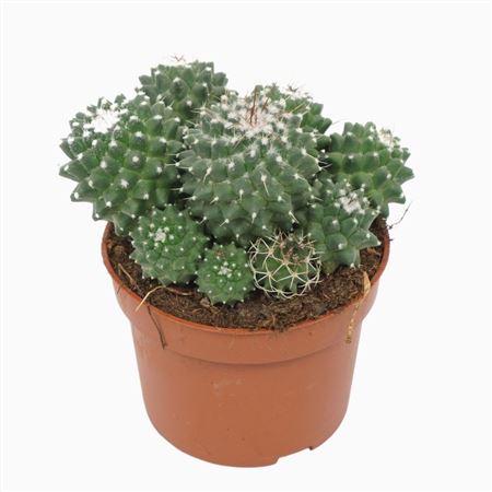 Mammillaria Toluca